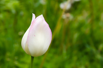 white and pink tulip in a spring garden