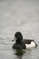 Tufted duck_