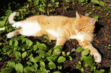 Naklejka na ściany i meble Lazy ginger white cat laying on ground 