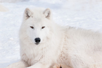 Fototapeta na wymiar Wild polar wolf is looking into the camera. Arctic wolf or white wolf. Animals in wildlife.