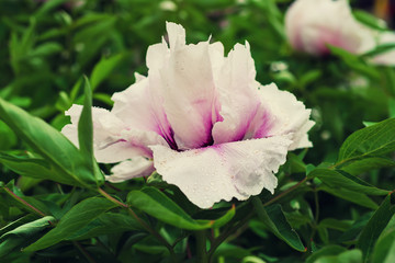 Fototapeta na wymiar White peony flowers growing in the garden, floral natural background
