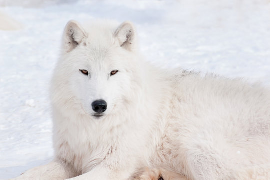 Wild polar wolf is looking into the camera. Arctic wolf or white wolf. Animals in wildlife.