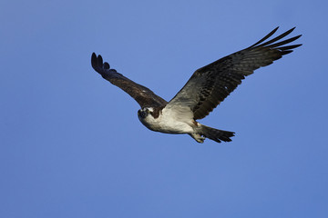 Osprey (Pandion haliaetus)