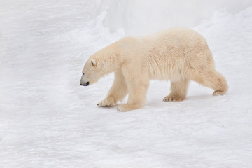 Naklejka na ściany i meble Large arctic bear is walking on white snow. Animals in wildlife.