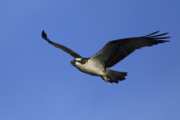 Osprey (Pandion haliaetus)