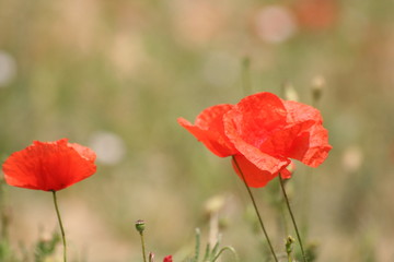 Two poppies in Fulek (Slovakia)