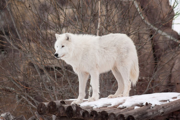 Fototapeta premium Wild arctic wolf is standing on wooden logs. Animals in wildlife. Polar wolf or white wolf.