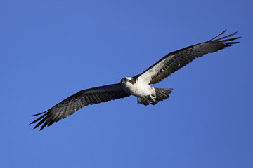 Osprey (Pandion haliaetus)