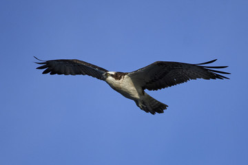 Fototapeta na wymiar Osprey (Pandion haliaetus)