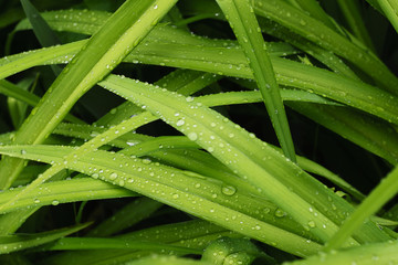 Rain drops on green leaves