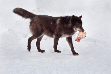 Fototapeta premium Wild black canadian wolf with a piece of meat. Animals in wildlife.