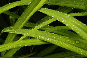 Drops of water on green leaves after rain