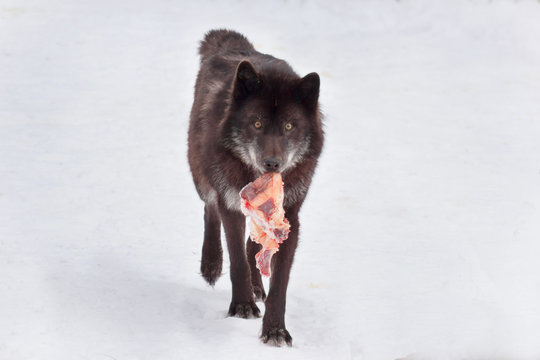 Wild black canadian wolf is running with a piece of meat. Animals in wildlife.