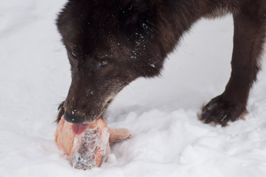 Wild black canadian wolf is eating a piece of meat. Animals in wildlife.