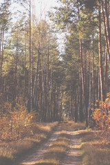 Leśna, jesienna droga
