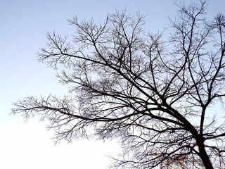 Fototapeta na wymiar Ramas de árbol sin hojas en el jardín del parque