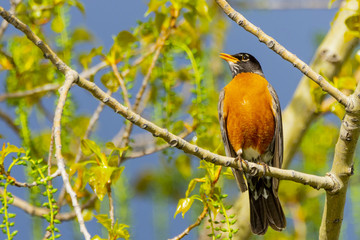 American Robin Perching
