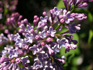 blooming lilac. flowers of lilac.