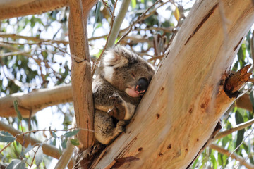 koala sleeping on the tree