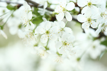 Blossoming of cherry flowers in spring time with green leaves and copyspace, macro