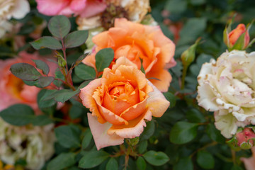 rose, roses, flowers, leaf