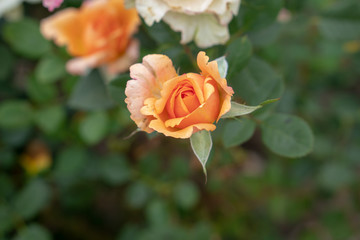 rose, roses, flowers, leaf