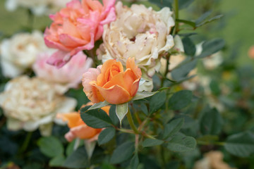 rose, roses, flowers, leaf