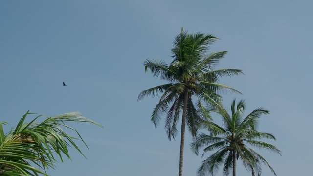 Green palm trees with coconut fruits in India against the blue sky. 4K