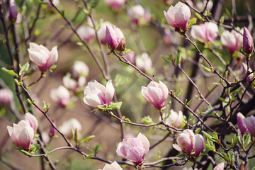 Blossoming of pink magnolia flowers in spring time, floral background