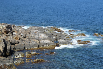 beach with sea lions