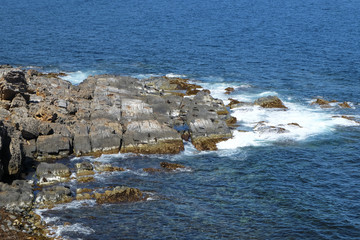 beach with sea lions