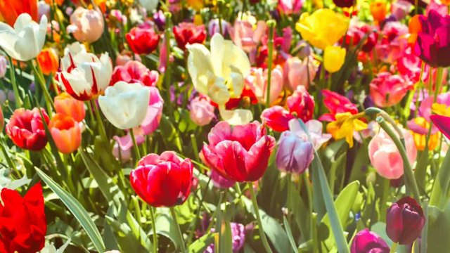 Multicolor tulips. Nature background with flower bed