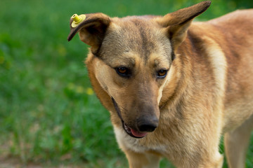 dog street  loneliness poverty hunger animal earmark