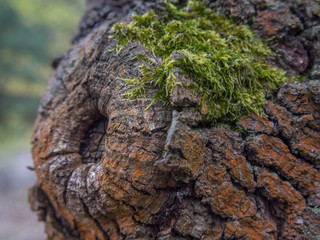 Background, texture, wood.