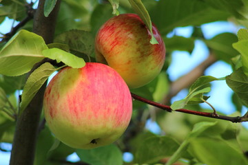 Ripe apples hanging on a branch