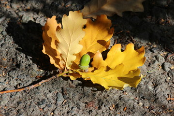 Oak branch with an acorn lying on the pavement