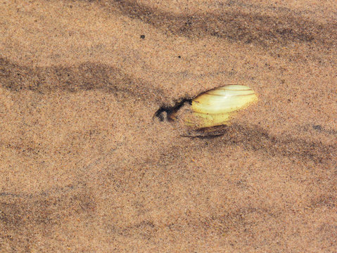 Bivalve shellfish on the shallow shore, buried in sand, visible through clear water