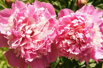 Paeonia lactiflora or pink peony two flowers head