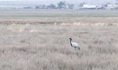 Obraz na płótnie Canvas Demoiselle crane (Grus virgo) stands in a spring field among last year's dry grass