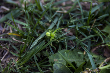 green huntsman spider (Micrommata virescens)