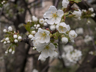 Spring, blooming flowers