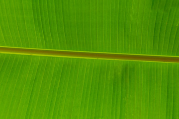 Banana leave texture background