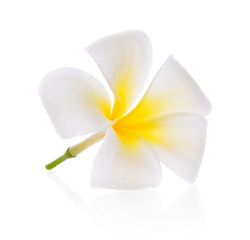 plumeria flower on white background
