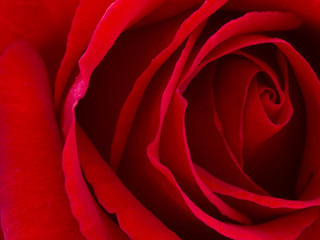 beautiful red rose, closeup