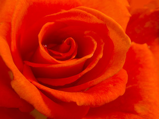 beautiful red rose, closeup