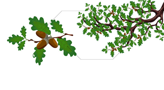 A green branch of a large oak tree with acorns and a separate twig close up. illustration