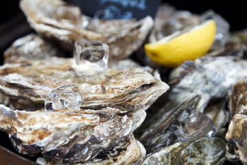 Close-up of sealed shells of fresh oysters, lemon and large ice cubes lie on a tray. The concept of a picnic. Luxury seafood. Natural background. Selective focus