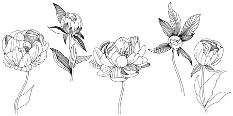 Vector peony. Floral botanical flower. Wild spring leaf wildflower isolated. Vector wildflower for background, texture, wrapper pattern, frame or border.