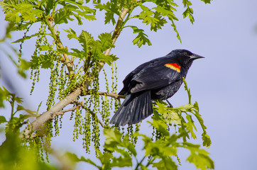 Black bird on a branch