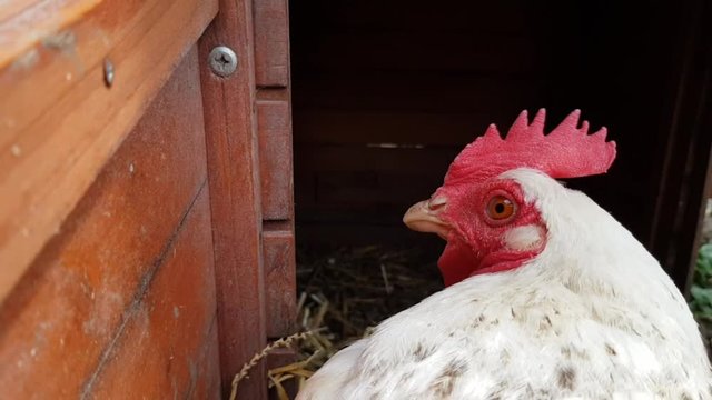 t&ecirc;te de poule en gros plan
